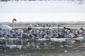 nuee de mouettes
